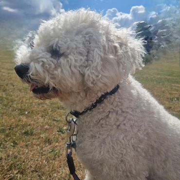 Milly taking a much needed break during her dog walk in Blackfen.