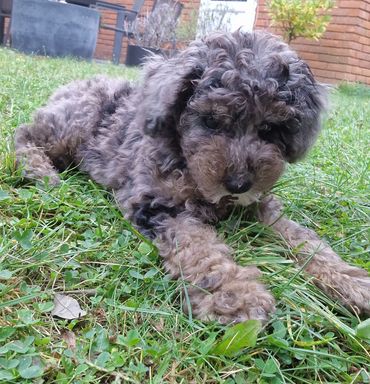 Patrick the new puppy, enjoying his pop in visit in Sidcup.