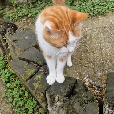 Chester and Magnus having a cat pop in, pet sit in Eltham.