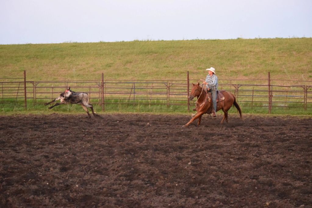 Cowboy on horse chasing calf in a rodeo arena.
