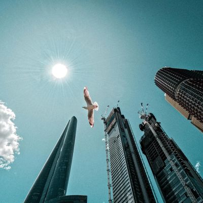 A bird flies above tall skyscrapers under a bright sun.