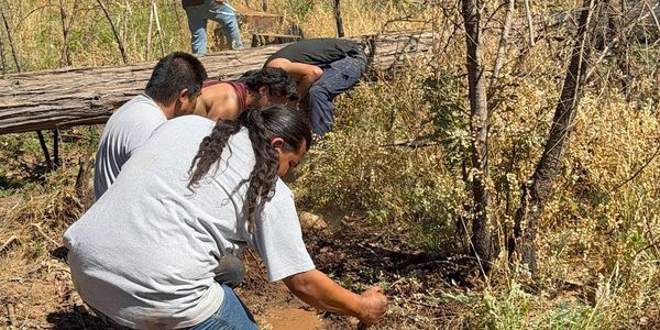 People kneeling and working in a muddy forest area under a clear sky.