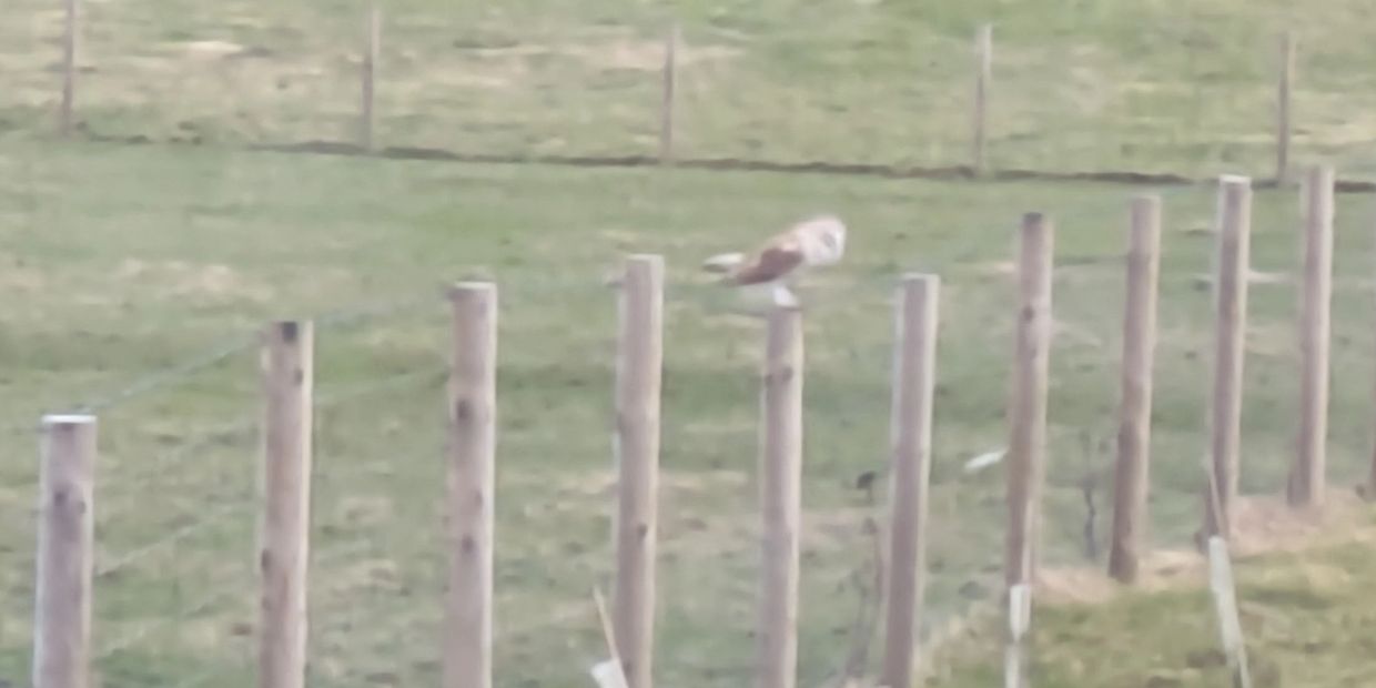 A bird perched on a wooden fence post in a green field.