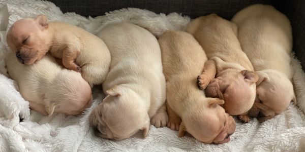 Cream Puppies