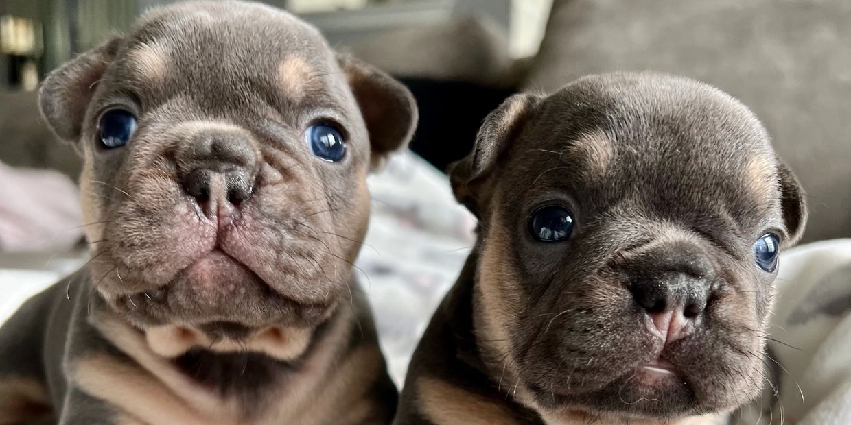 Available Puppies Sweet Home Chicago French Bulldogs