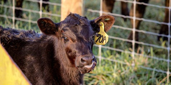 Close-up of a black cow with ear tag in a fenced area.