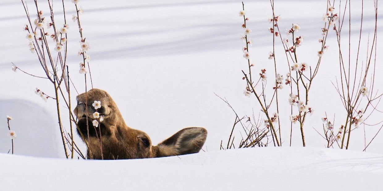A moose peeks through snow-covered ground with blossoming branches nearby.