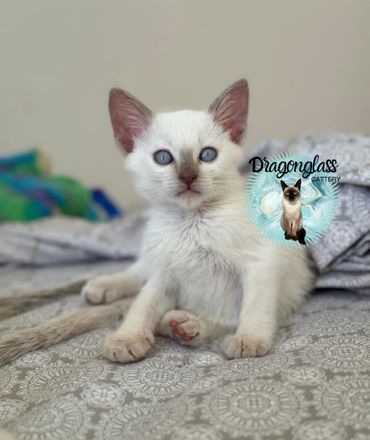 White kitten with blue eyes lying on patterned bedding.