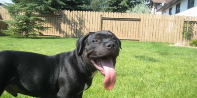 Happy Puppy in Back Yard 