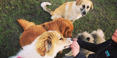 Dogs With Trainer