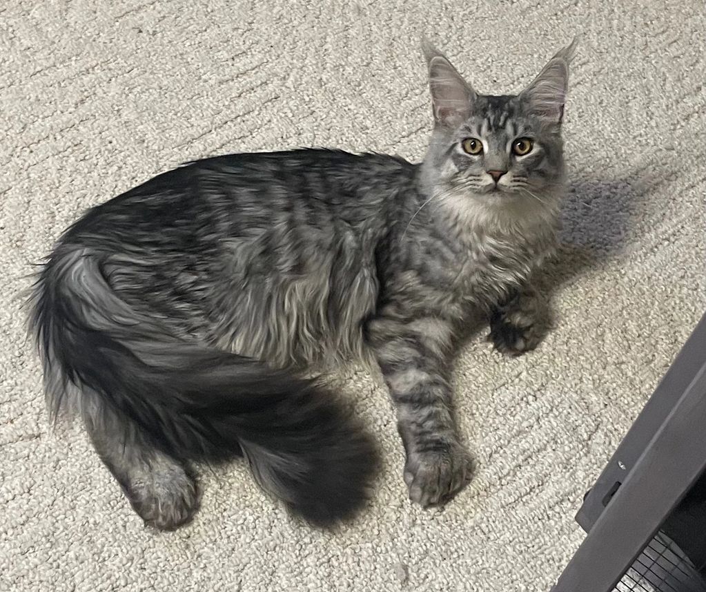Xxl Maine coon. Giant cat. Giant Maine coon. Double paws. Polydactyl. Silver Maine coon 