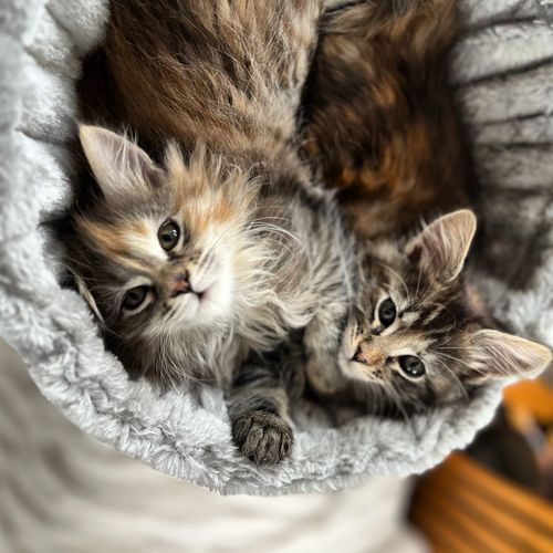 Cutest kittens. Sweet kittens. Loving Maine coons. New England Maine coons. Near me for sale 