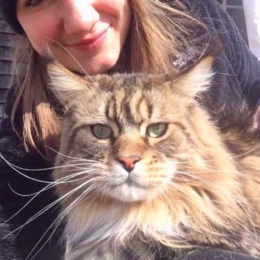 Kid friendly cats. Loving cats. Xl Maine coon. Giant Maine coon