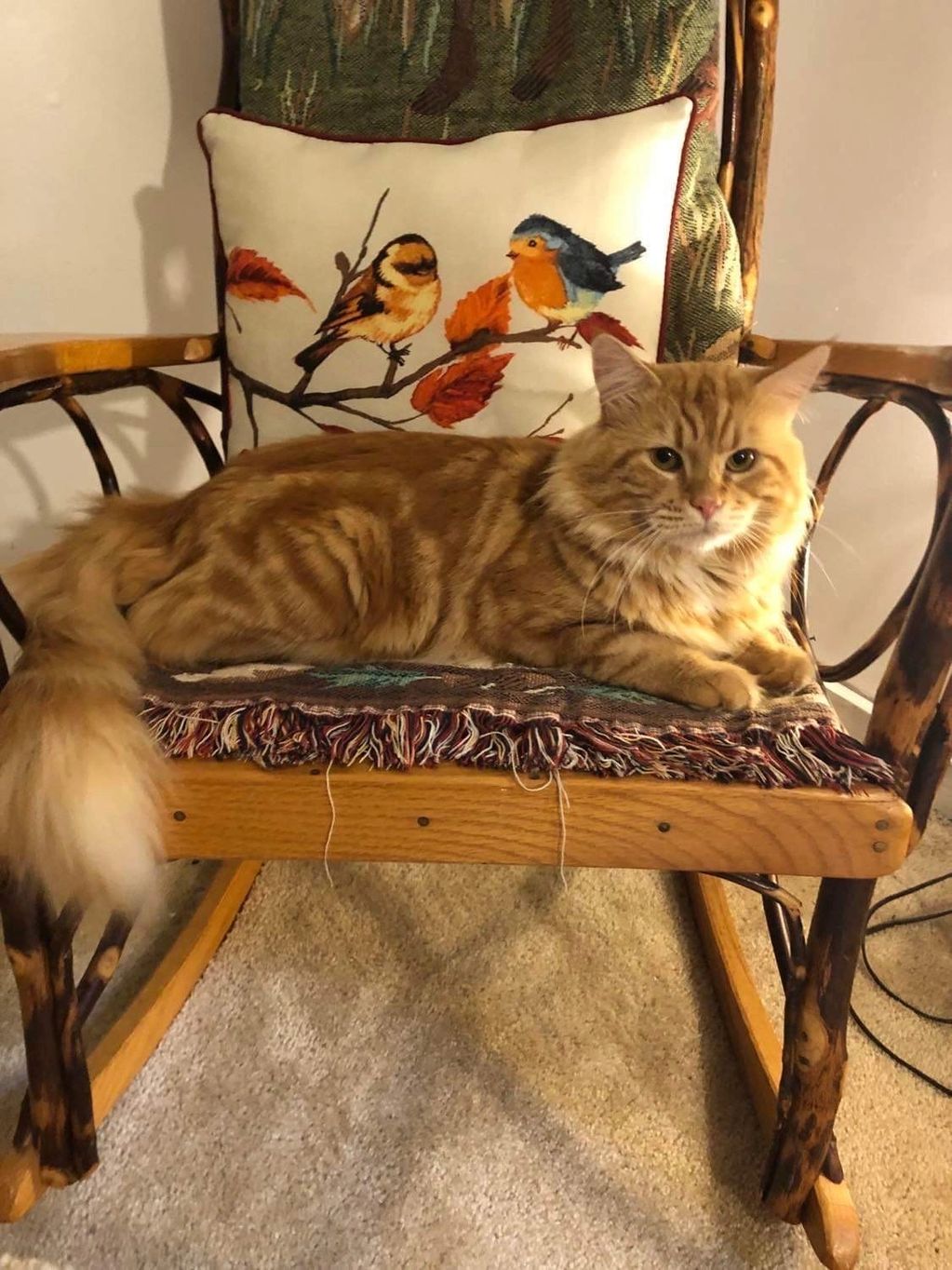 Xxl Maine coon. Orange Maine coon. Red Maine coon