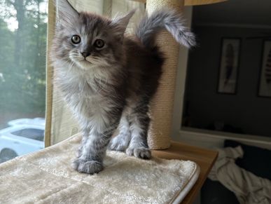 Polydactyl. Polydactyl Maine Coon kitten