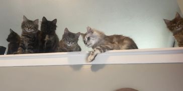 Cattery.  Maine coons. Kittens. Baby kittens 