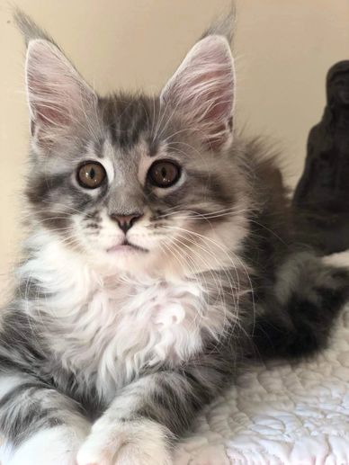 Silver Maine coon