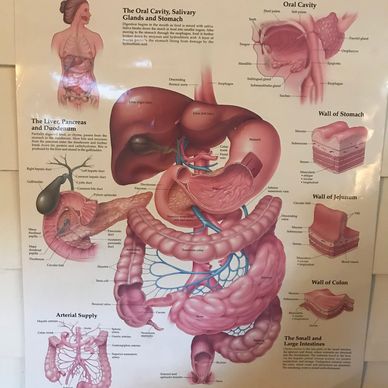 The Digestive colon anatomy