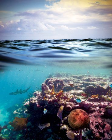 "The unBELIZEable Barrier Reef"
Digital collage of ocean underwater scene.