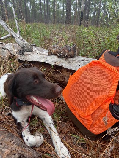 Hunting dog resting beside an orange bag and two birds on a log in the forest.