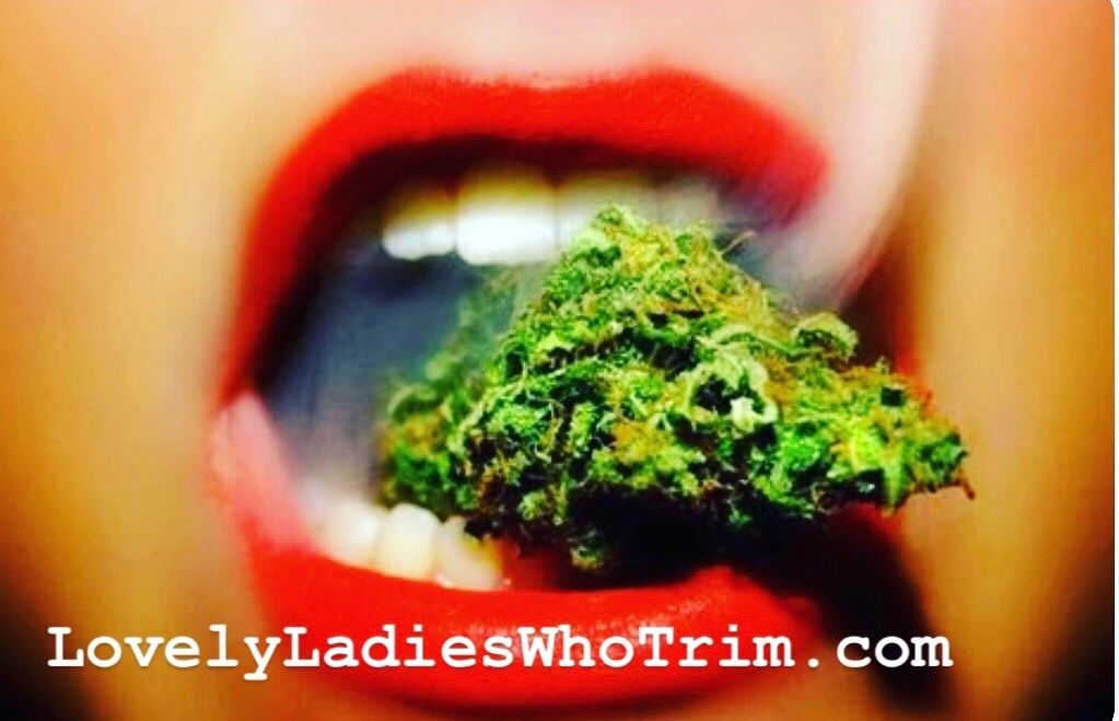 11 Cheap Tools & Tricks For A Fast and Clean Marijuana Hand Trim!