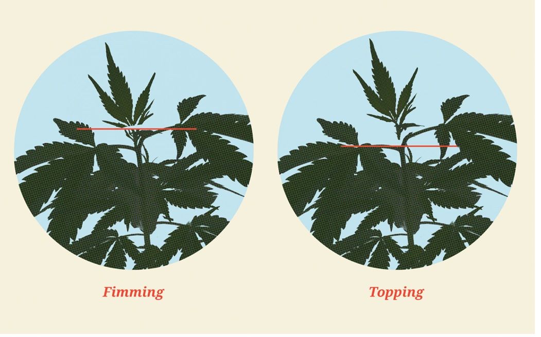 4 pruning techniques every Michigan Marijuana Grower Should Know!