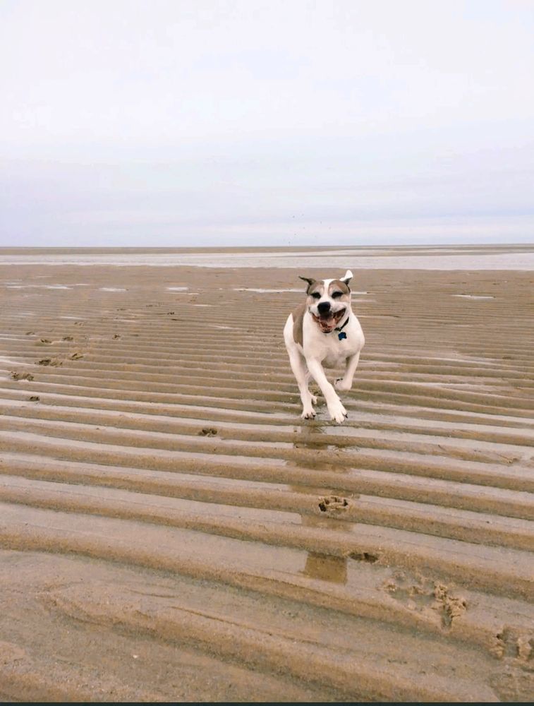 Happy dog running joyfully on wet sandy beach.
