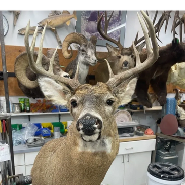 White Tail Taxidermy