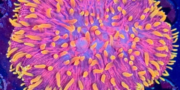 Rainbow Diaseris Plate Coral