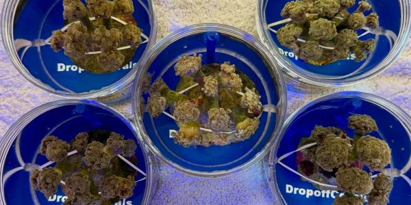Indonesian Branch Hammer Coral Colonies