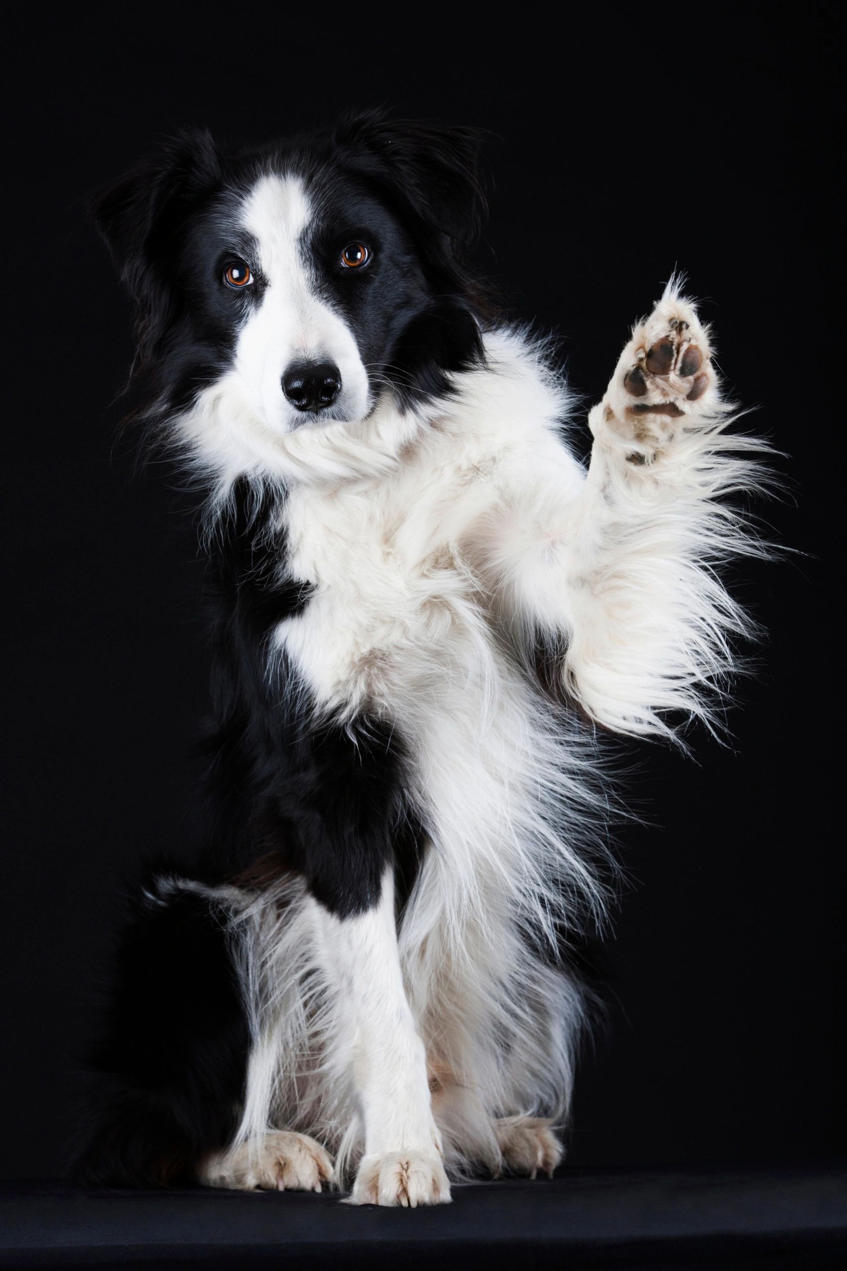 South Paw Natural Pets, LLC