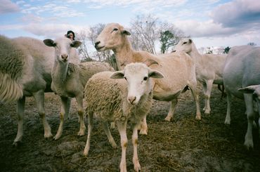 A group of sheep standing on a muddy field under a cloudy sky.