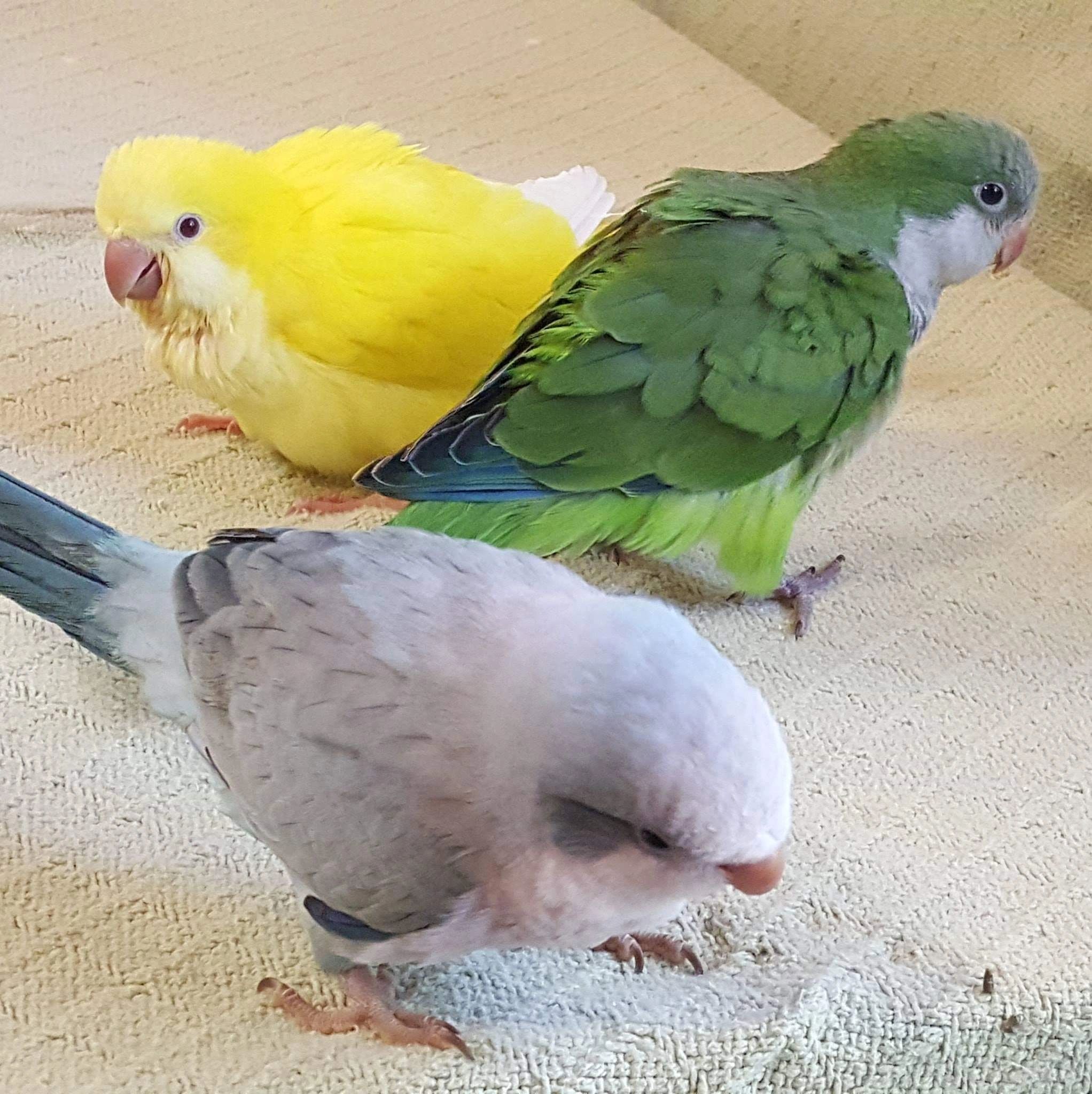 Our Breeders Casanova's Quakers