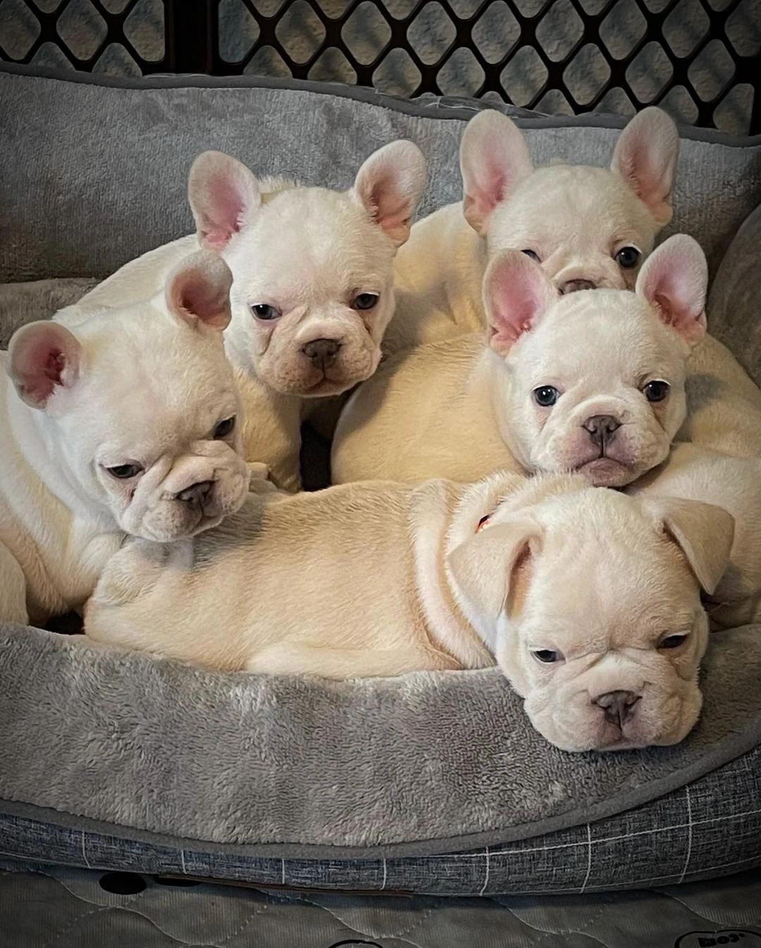 are chocolate french bulldogs akc