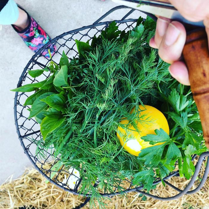 Spring herb harvest