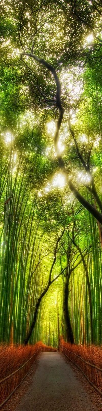 100+] Bamboo Iphone Wallpapers