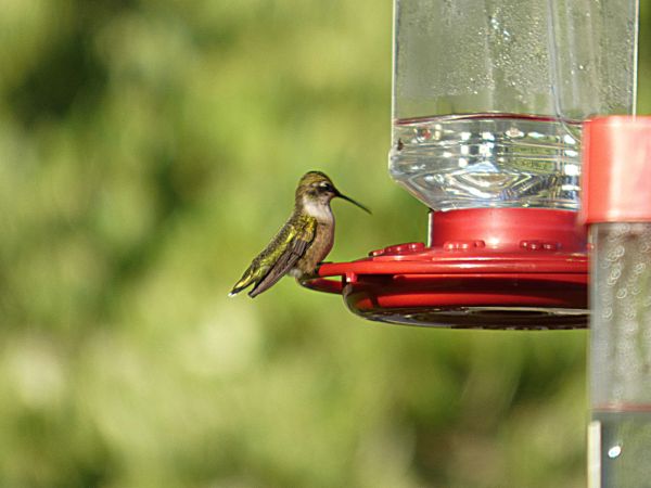 Hummingbird perched on red bird feeder.