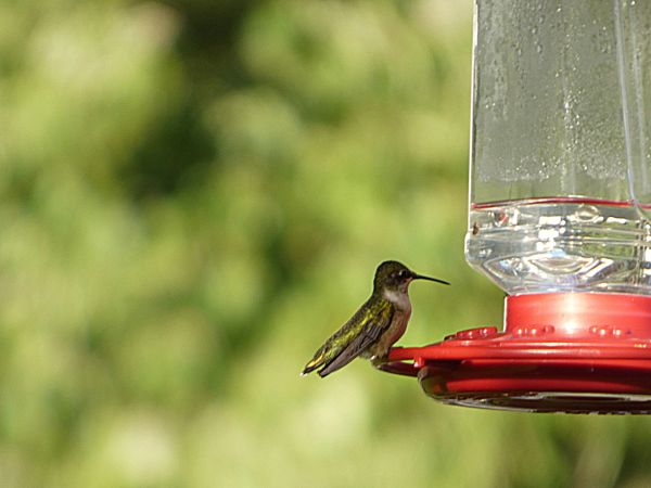 Hummingbird perched on a red feeder.