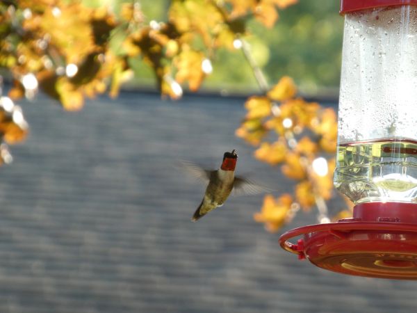 Hummingbird feeding at a red feeder near autumn leaves.