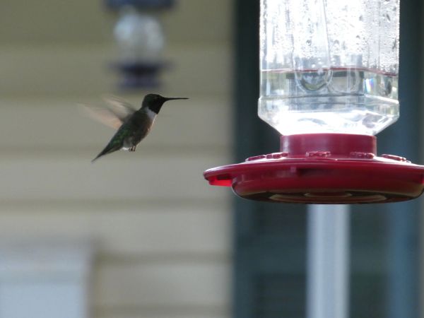 A hummingbird hovering near a feeder.