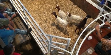 Two goats kept in a cage