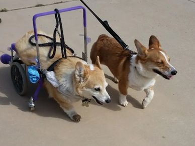 2 corgis smiling while one is in a wheelchair due to her handicap called DM also known as Canine ALS