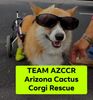 Largest Rescue Team
Team AZCCR - Arizona Cactus Corgi Rescue 