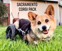 Largest Advocacy Team
Team Sacramento Corgi Pack