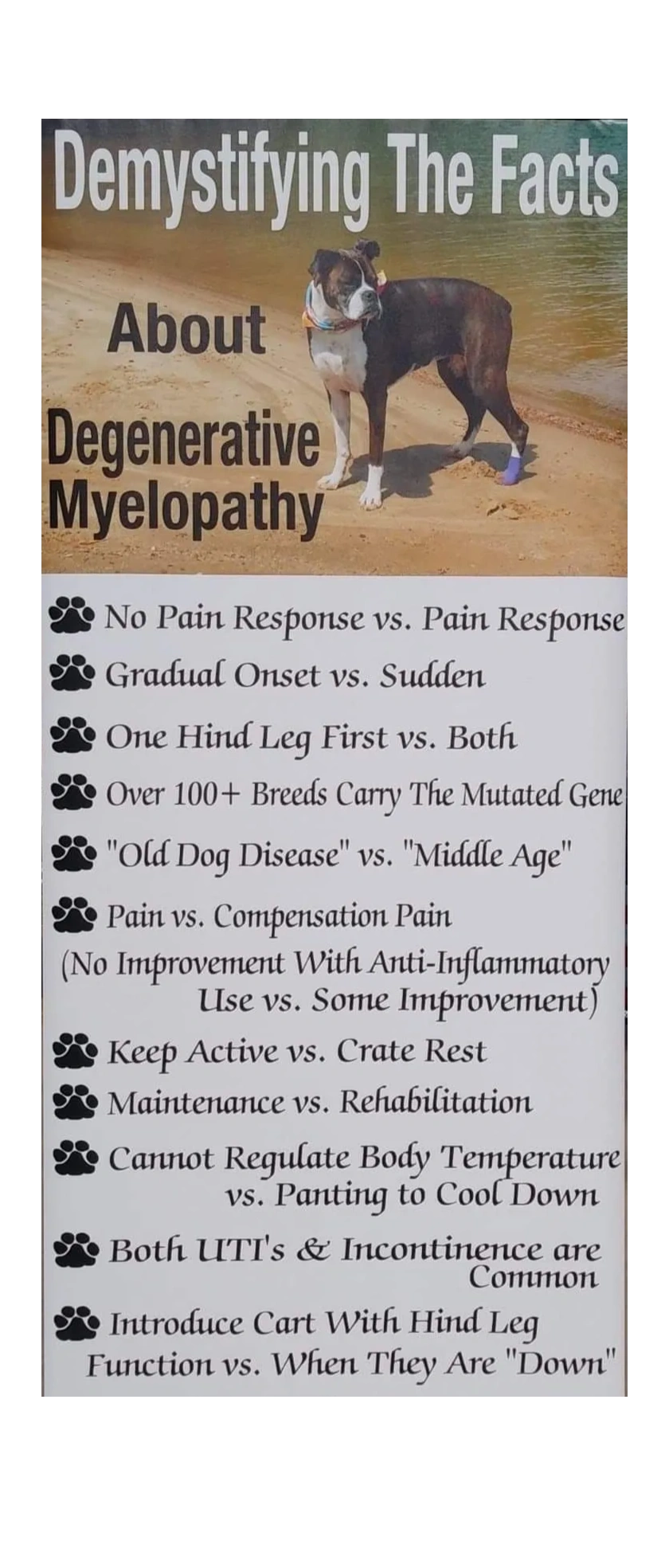 How Do You Treat Degenerative Myelopathy In Dogs