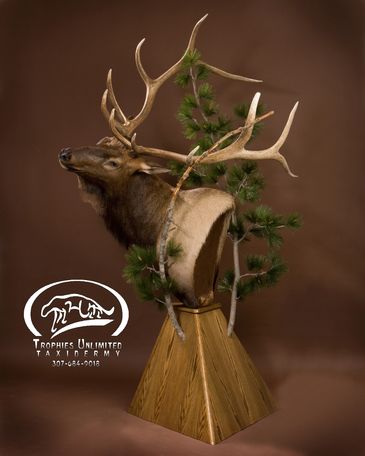 Bull Elk Floor Pedestal by Trophies Unlimited Taxidermy 