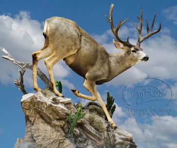Mexico Mule Deer Floor Pedestal by Trophies Unlimited Taxidermy 