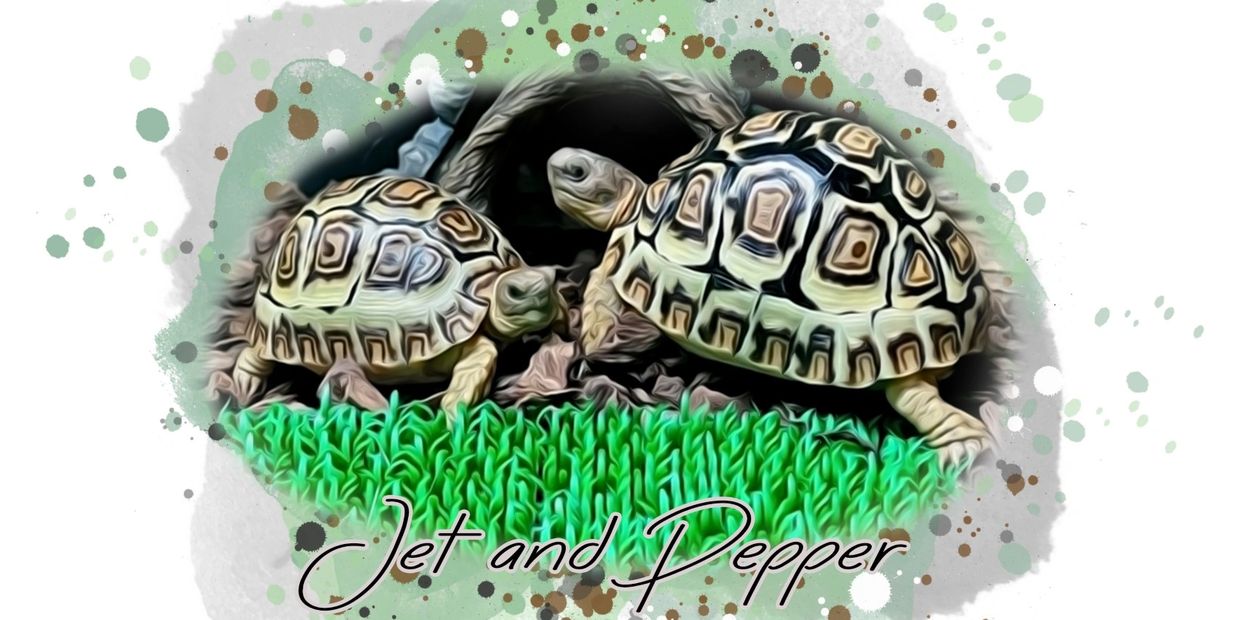 1 year old leopard tortoises