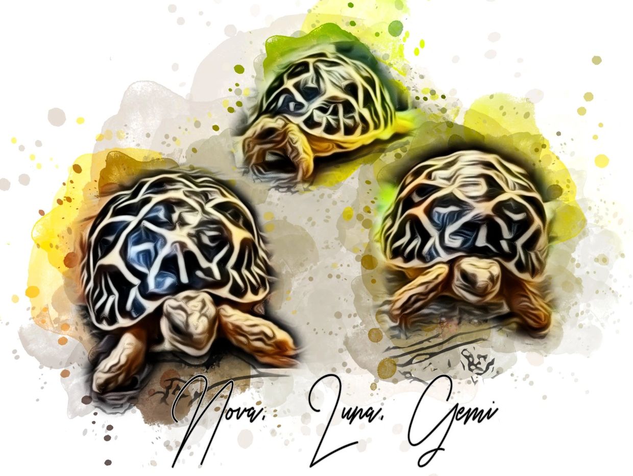 1 year old Indian star tortoises