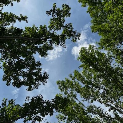 Looking up at tall green trees against a blue sky with scattered clouds.